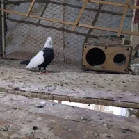 کبوتر نرسینه دم همدانی