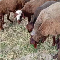 بره نر
