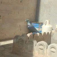 پرنده