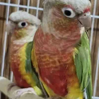 جفت گرینچیک دبل رد اکستریم با سه تا جوجه