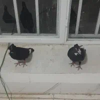 کفتر کبوتر پلنگ