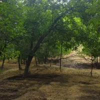 اجاره باغ گردو