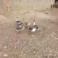 غاز