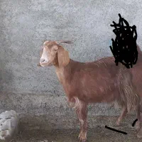 یک راس بز ماده جوان ۲ساله برای داشتی و قربانی