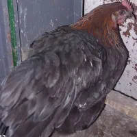 مرغ سیاه رسمی تخم گذار