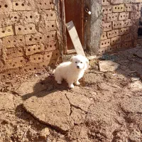 یک پشمالو زیبا