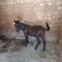 قاطر  زرنگ