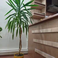 درختچه طبیعی سالم و سرحال