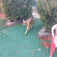 سگ ژرمن مالینویز نر جوان