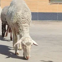 گوسفند بره چاق نژاد لاکن