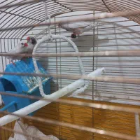 فنج تازه کار