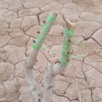 پیوند پسته