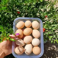 تخم مرغ محلی نطفه دار