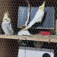 عروس هلندی