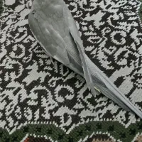 عروس هلندی