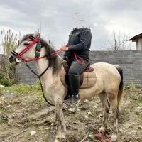 مادیان غزل هفت ماه ابستن