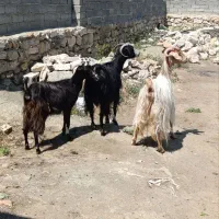 3عدد بز