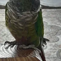 گرینچیک