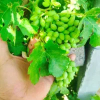 غوره عسگری وکرالی