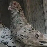 دونه ۹۰ تومن