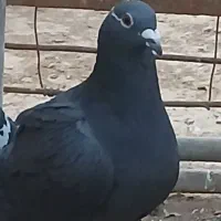 پلاکی|پرنده|اشکذر, |دیوار