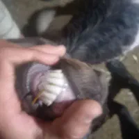 بز دورگ جوان،، بزغالع بزگ ددباره اوست
