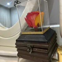 گل رز هفت رنگ جاودان