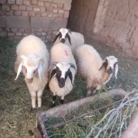 سه تا بره نر