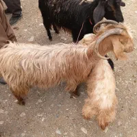 دام