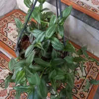 یوکا|گل و گیاه طبیعی|بروجرد, |دیوار