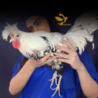 مرغ و خروس زینتی اپنزلر اپنزل اپنزیلر