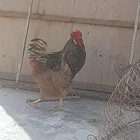 مرخ خروس مهلی