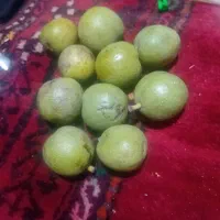 میوه|عمدهفروشی|شیروان (خراسان), |دیوار