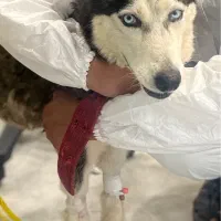 واگذاری هاسکی ماده زیبا