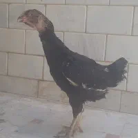 مرغ لاری خوش تخم
