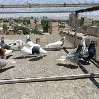 کفتر طوقی رنگه