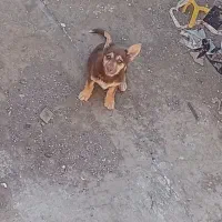 سگ .