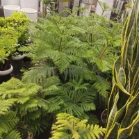 خدمات باغچه کاری هرس سمپاشی نهال وتعویض خاک گلدان