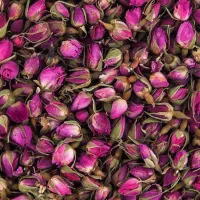 غنچه گل محمدی
