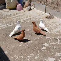 کبوتر