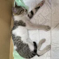 بچه گربه