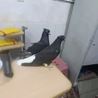 زاغ دم سفیدکاکولی بازی کن باتخم خونگی