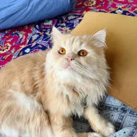 گربه پرشین اصیل
