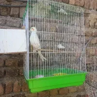 عروس هلندی