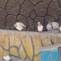 طاووس|پرنده|تبریز, |دیوار
