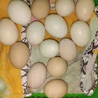 تخم مرغ محلی با نطفه و بدون نطفه