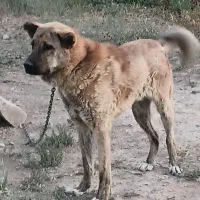 فروش سگ