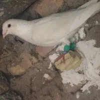 کبوتر رنگی
