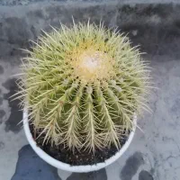 کاکتوس اچینو