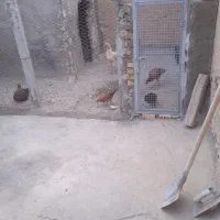 مرغ لاری